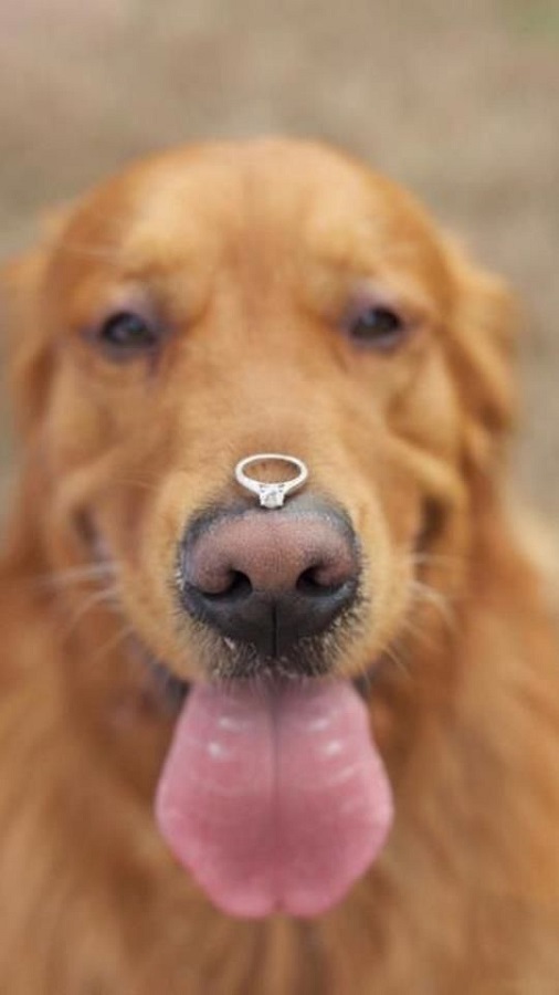 Include your pet in the proposal - 123WeddingCards